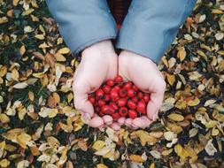 handful of berries in hand