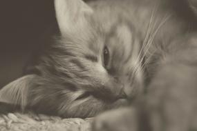 Cat Redhead Cats Fluffy