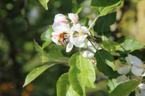 Apple Flowers Apple-Tree Bee