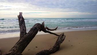 Tree Beach Sea Sandy