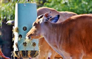 Banteng Beef Wild
