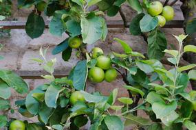 green fruit in foliage