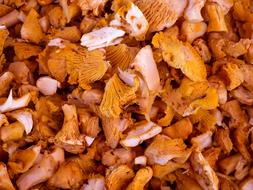 fresh chanterelles mushrooms