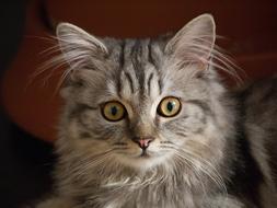Animal Cute Cat