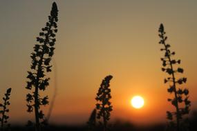 Sunset Nature Dawn
