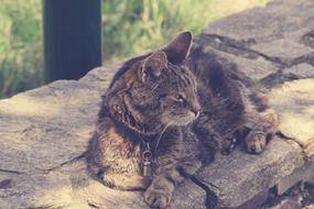 Cute Cat in park