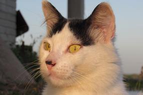Cute white black cat head with yellow eyes