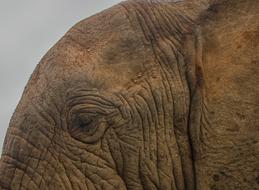 Elephant Wildlife Animal