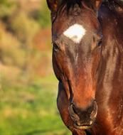 brown Mare Horses