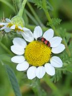 beetle in the center of the flower