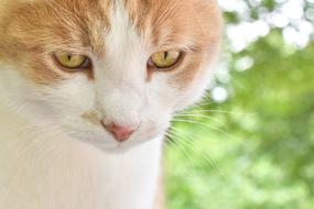 red white Cat face at blur green background