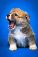 Pet Animals Dog