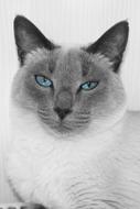 Funny cat with beautiful eyes