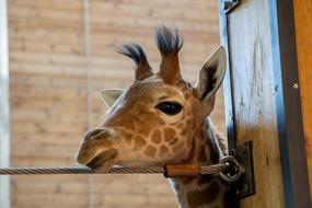 cute small giraffe
