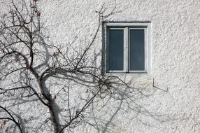 Window Wall The And Tree