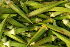 garden green vegetables