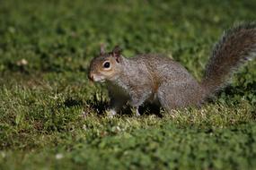cute squirrel on grass