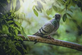 dove on a branch with green leaves