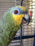beautiful colored parrot in a cage