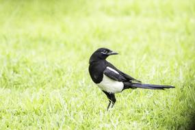black and white bird sitting on the field
