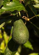 Beautiful, shiny, green Wurtz avocado, with the leaves, in sunlight