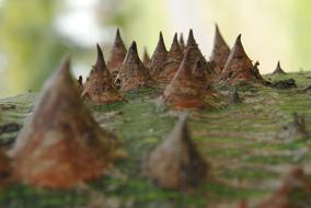 Texture Nature Plant