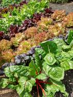 garden plot with vegetables