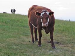 Cow Cattle Brown