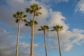 Palms Beach Sun