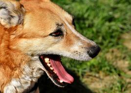 dog with his mouth open