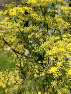 yellow flowers on vegetable plants