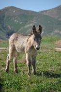 wild donkey on the grass