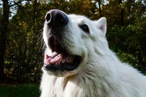 portrait of cute white dog