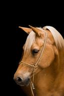 Horse Portrait Mare