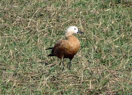 Ruddy Shelduck Tadorna Ferruginea