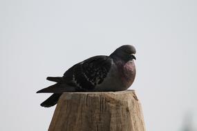 pigeon sitting on a pole