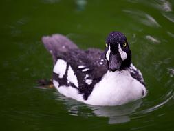 floating cute duck