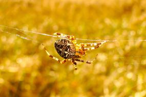 big spider insect macro photo