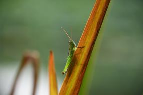 Grasshopper Green Insect macro view