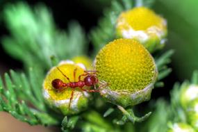 Ant Insect Macro