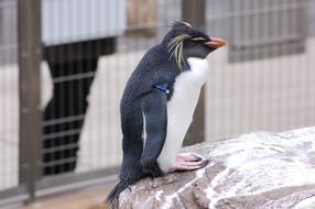royal penguin on a rock in the zoo