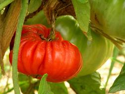 tropical red fruit