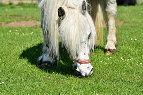 white pony eats grass