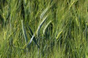 Cornfield Spike Background