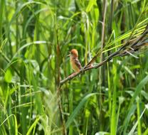 little bird hiding on a branch