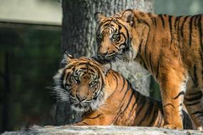 family of tigers in the zoo