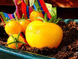 fresh yellow vegetables