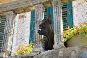 brown dog peeking out of the balcony