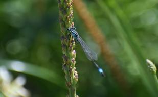 Insect Dragonfly Nature