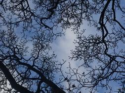 Aesthetic Silhouette Branches